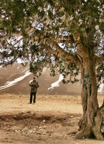 واکنش میراث فرهنگی به ثبت ملی درخت سوژه عکاسی کیارستمی